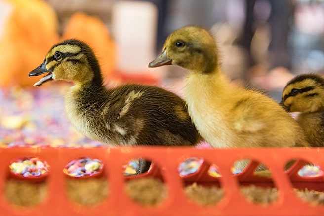 Three ducklings playing in their display during the duck hatching event