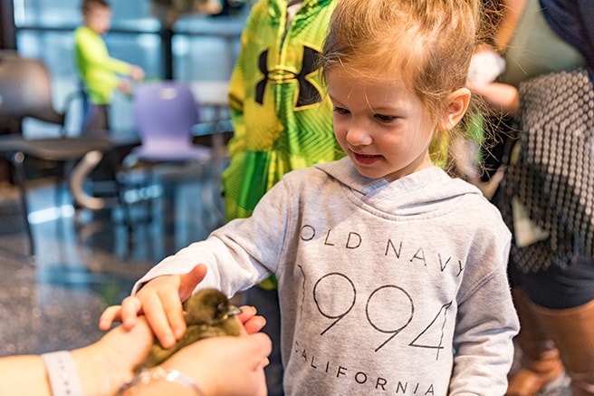 Young girl petting a duckling during the duck hatching event at the John Deere Pavilion