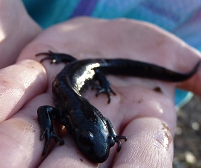 A small salamander on someone’s palm of their hand