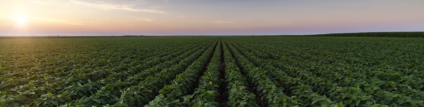 Green growing soybeans plant against sunlight