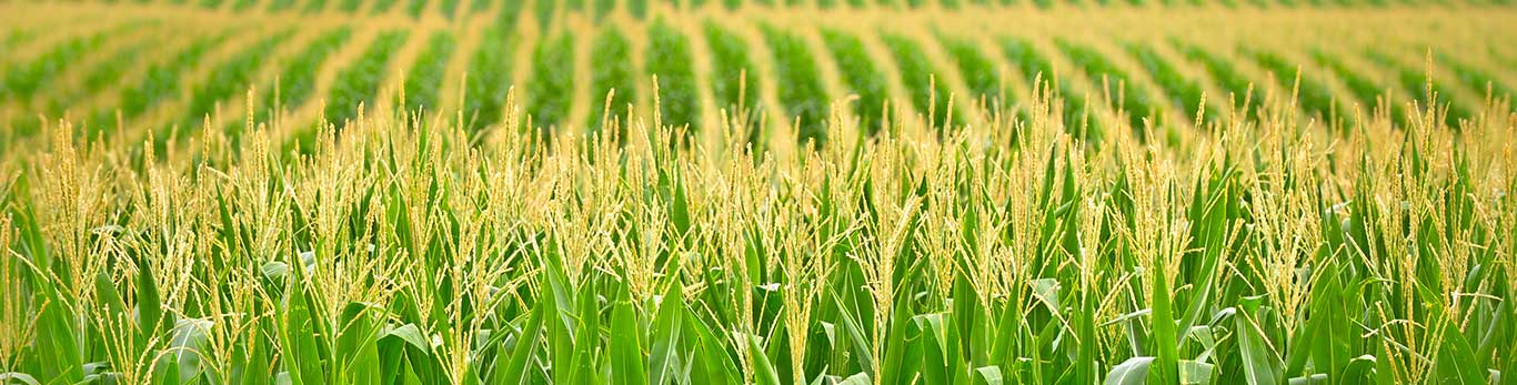 Ripe corn in field