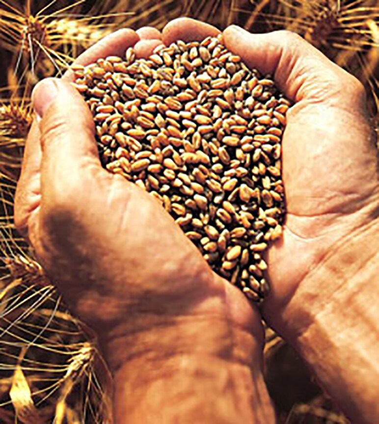 Two hands cupped together full of wheat.