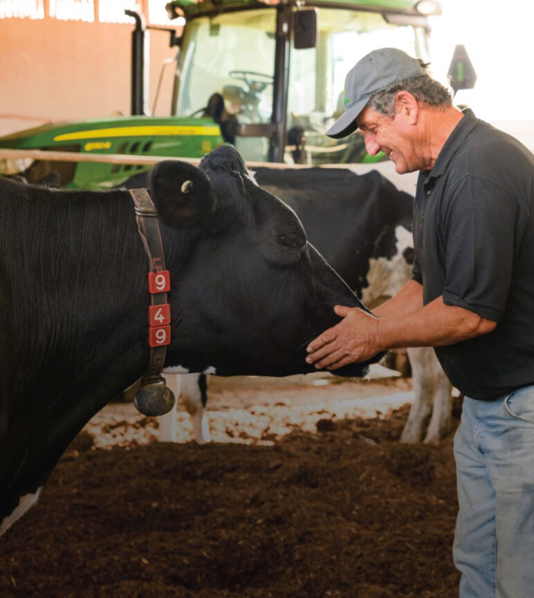 Man holding head of dairy cow tagged 949. 