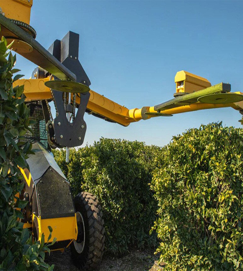 Yellow machine trims green apple orchard bushes with big blades attached to the machine.