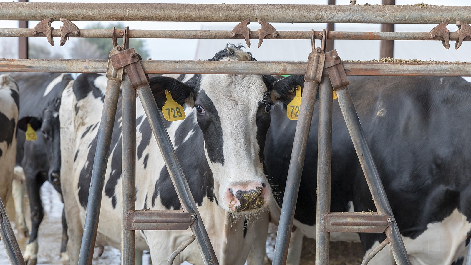 A cow looks at the camera from inside its pen with other cows