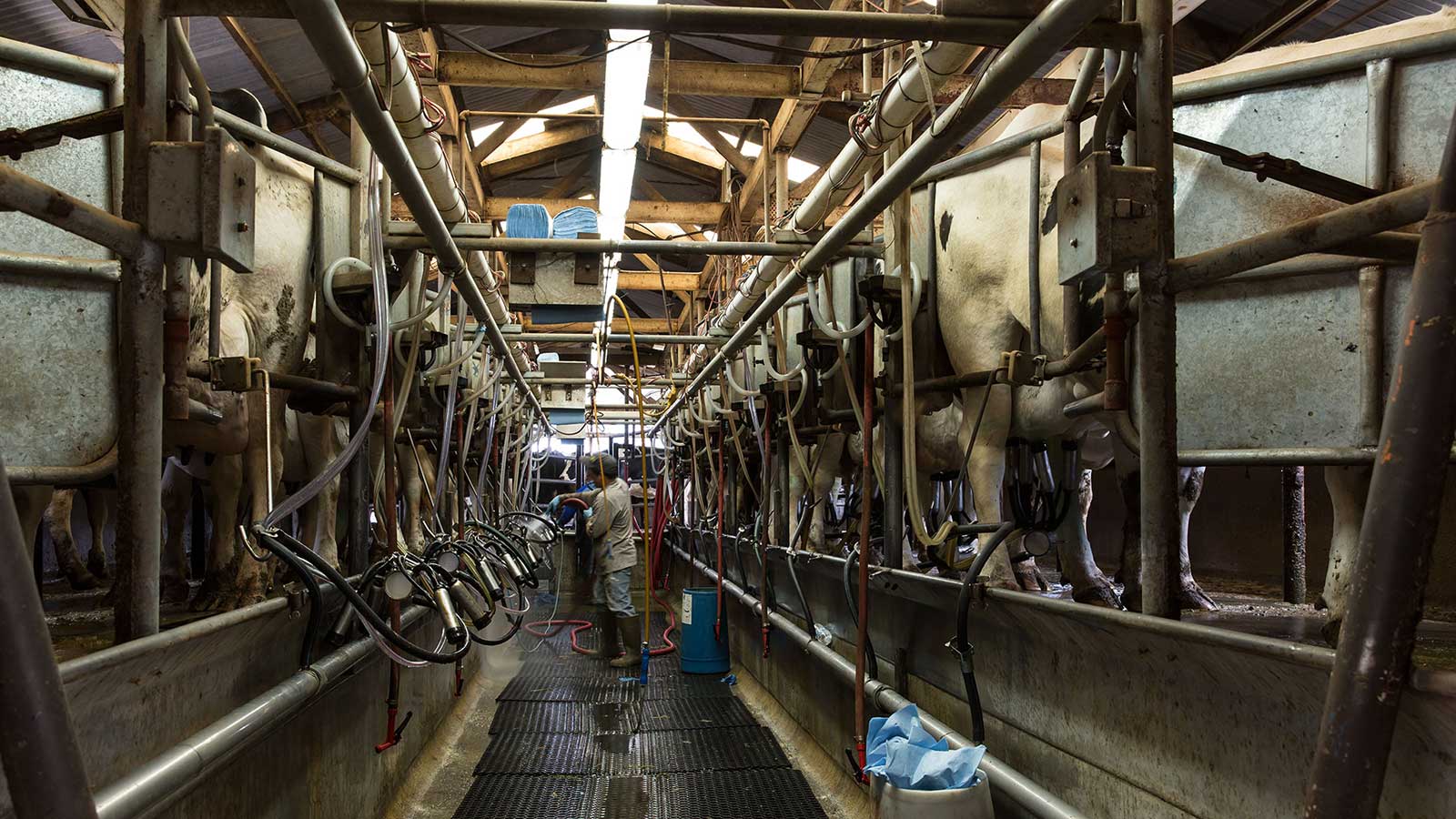 Worker tends to cows being milked