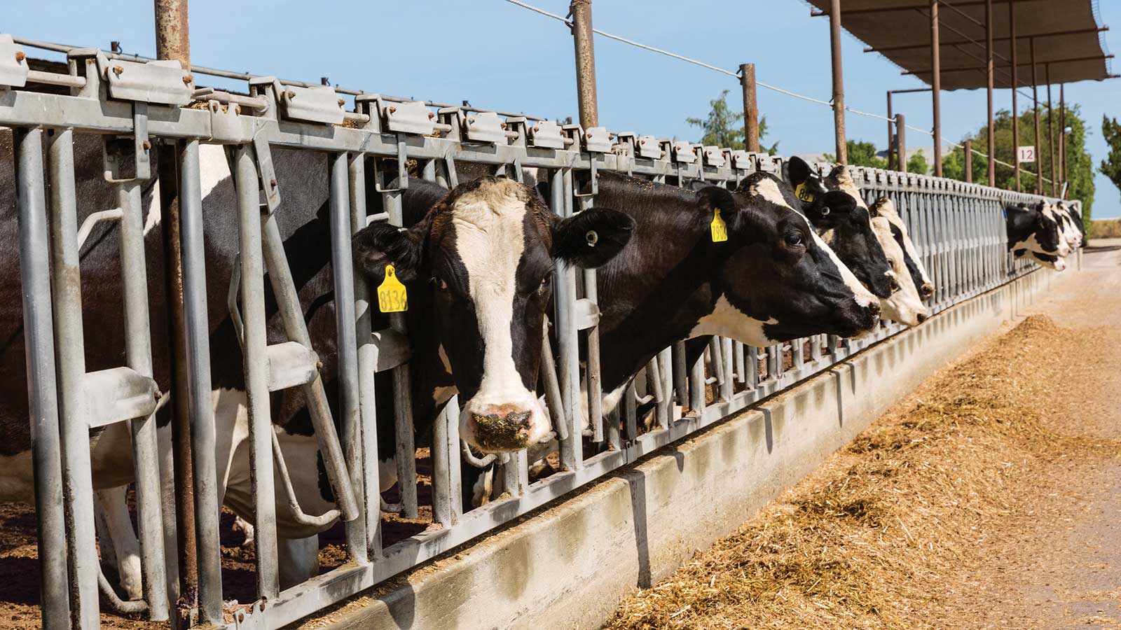 Cows lined up to feed