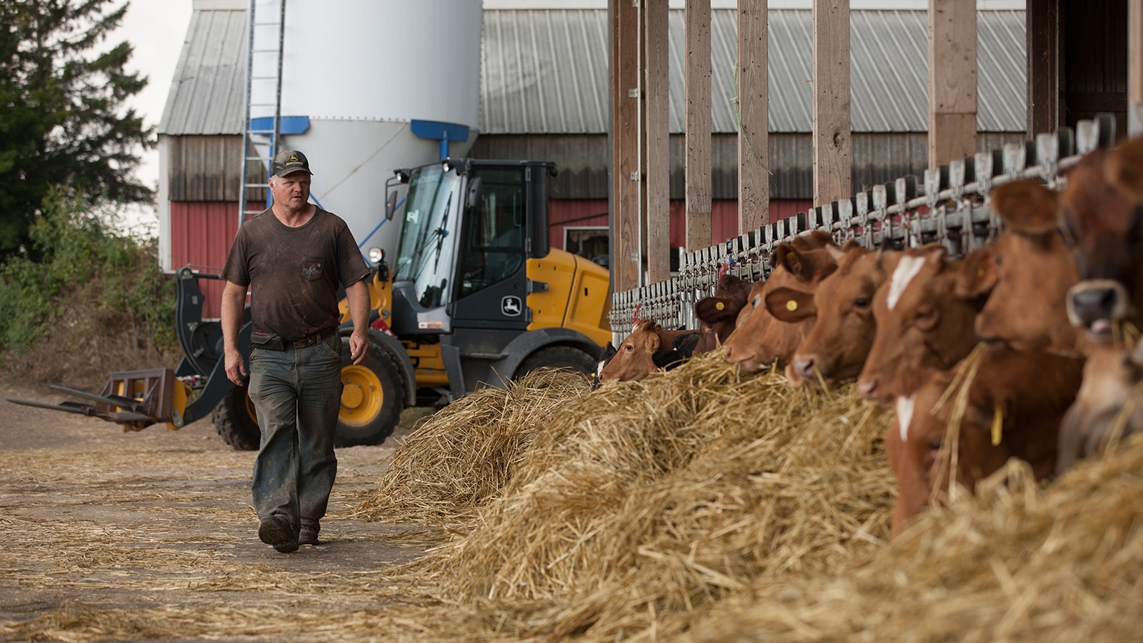 Roy Grewe walks down a row of feeding cattle