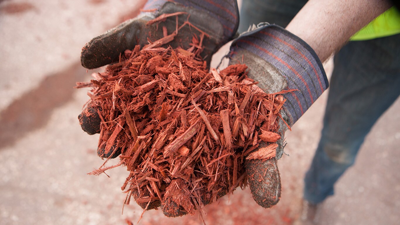 Two hands hold a small pile of red mulch