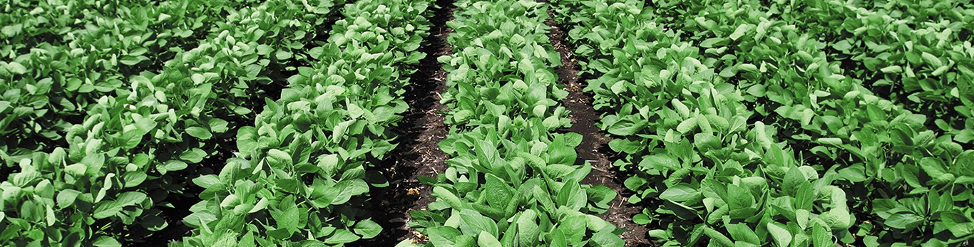 A vast soybean field viewed from above