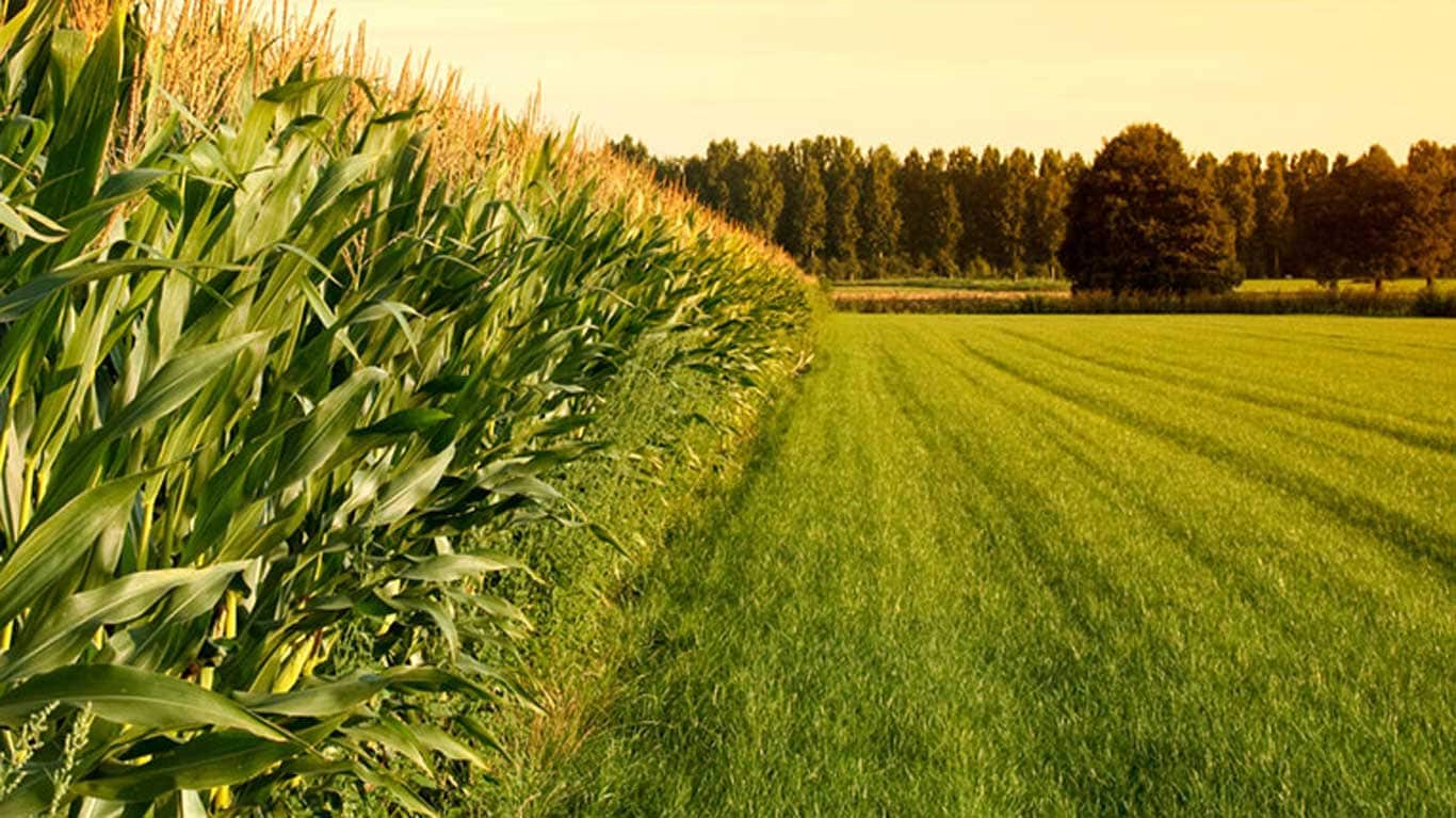 Corn field for ethanol production