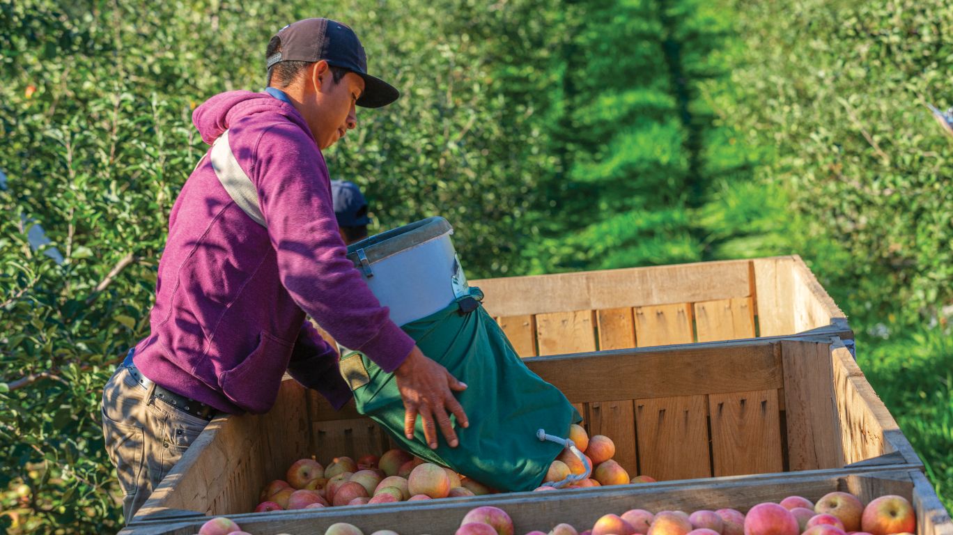 apple farmer loads apples into truck