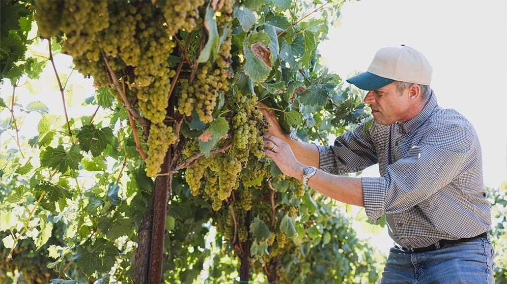 The Tech-Savvy Vineyard