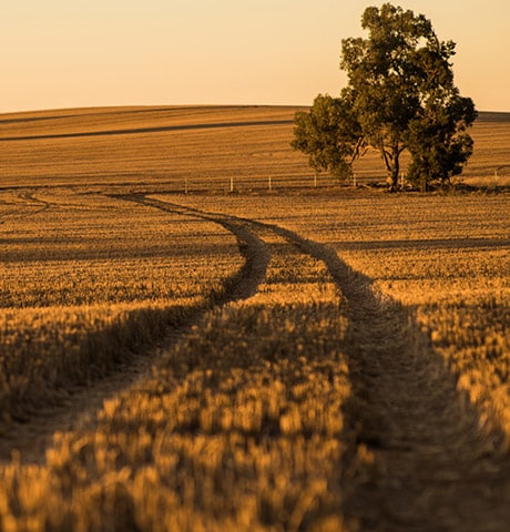 A field with well-worn tire tracks going into the distance