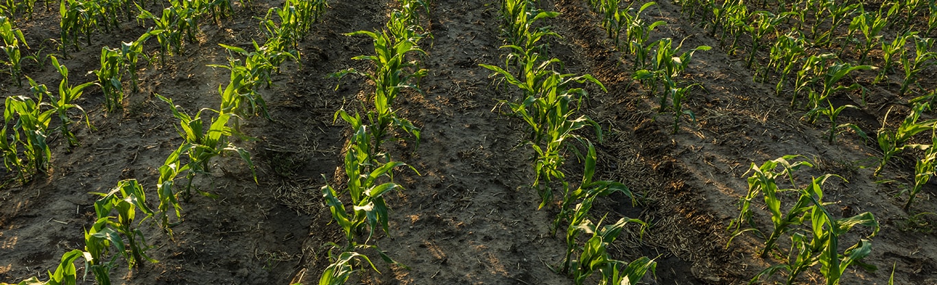 Rows of crops in a field