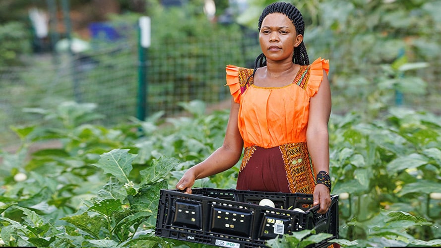 A person carries fresh produce in a crate through a leafy farm field