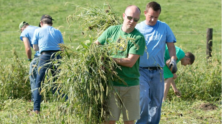 Group of men clearing weeds from a field.