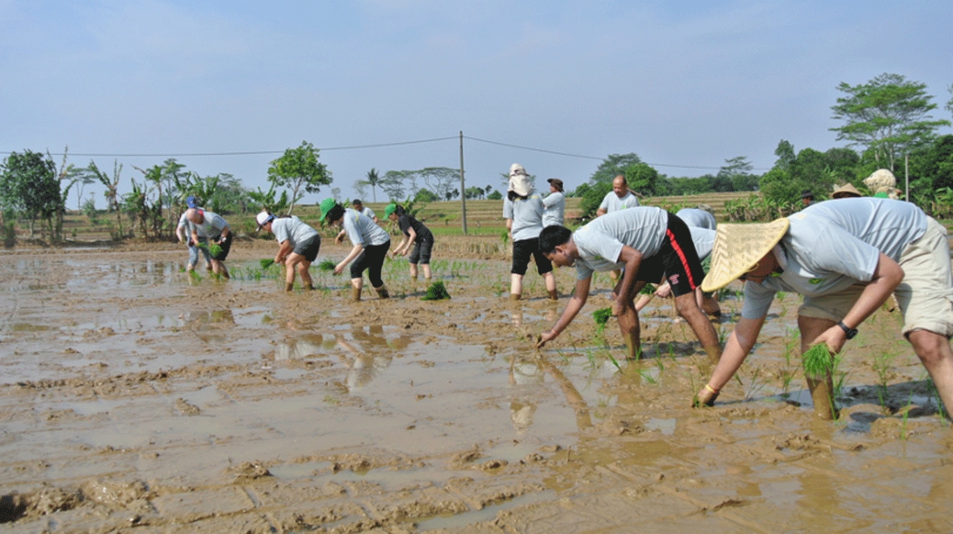 Volunteers transplant rice alongside local farmers in Indonesia