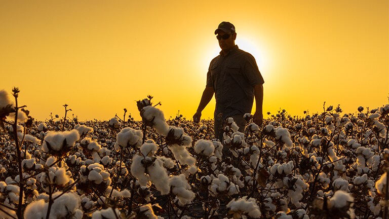 A man walking through a cotton field in the evening sunlight