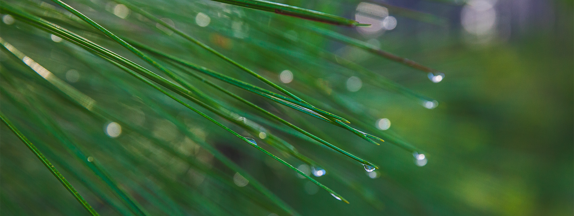 dew drops on leaves of grass