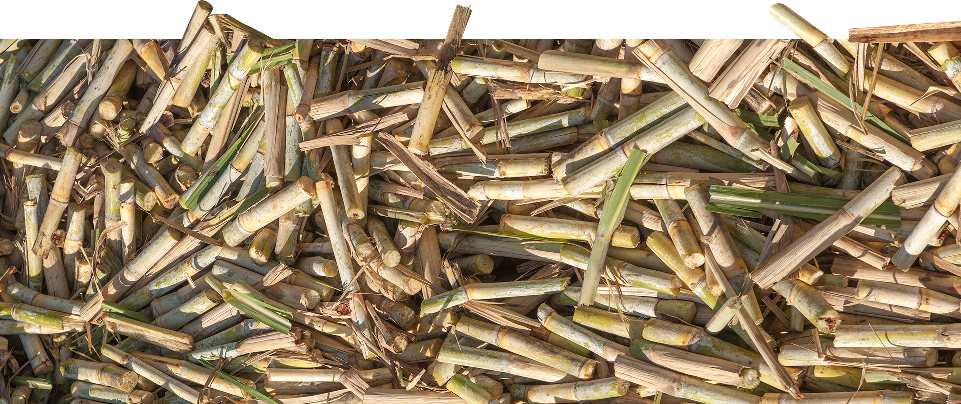 A pile of sugar cane stalks