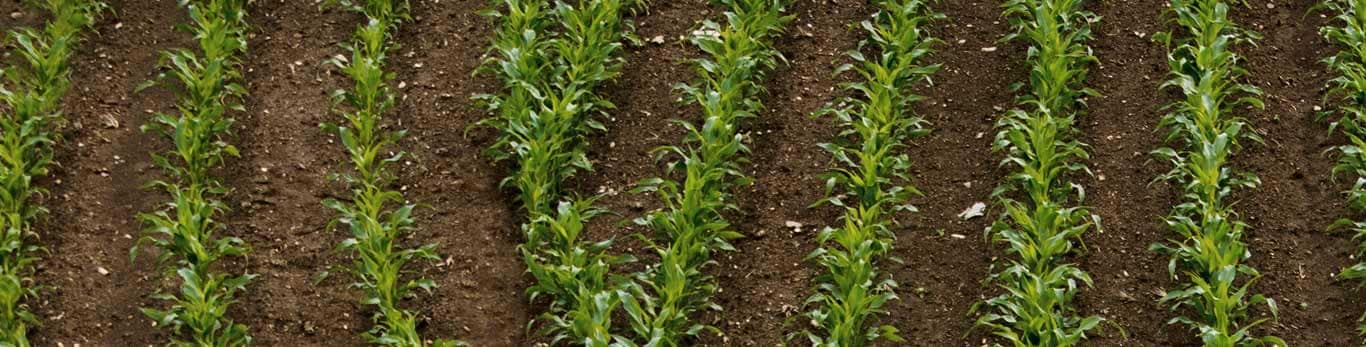 Close up of crop field