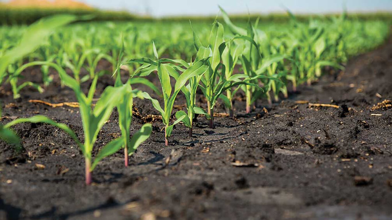 rows of plants growing in a dirt patch