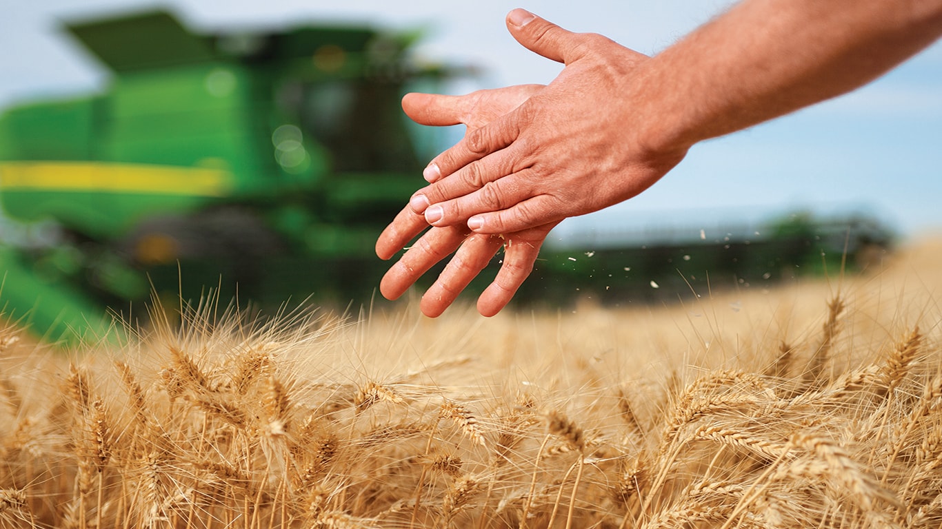 Close-up of a person's hands touching a wheat field with a John&nbsp;Deere harvester in the distance.