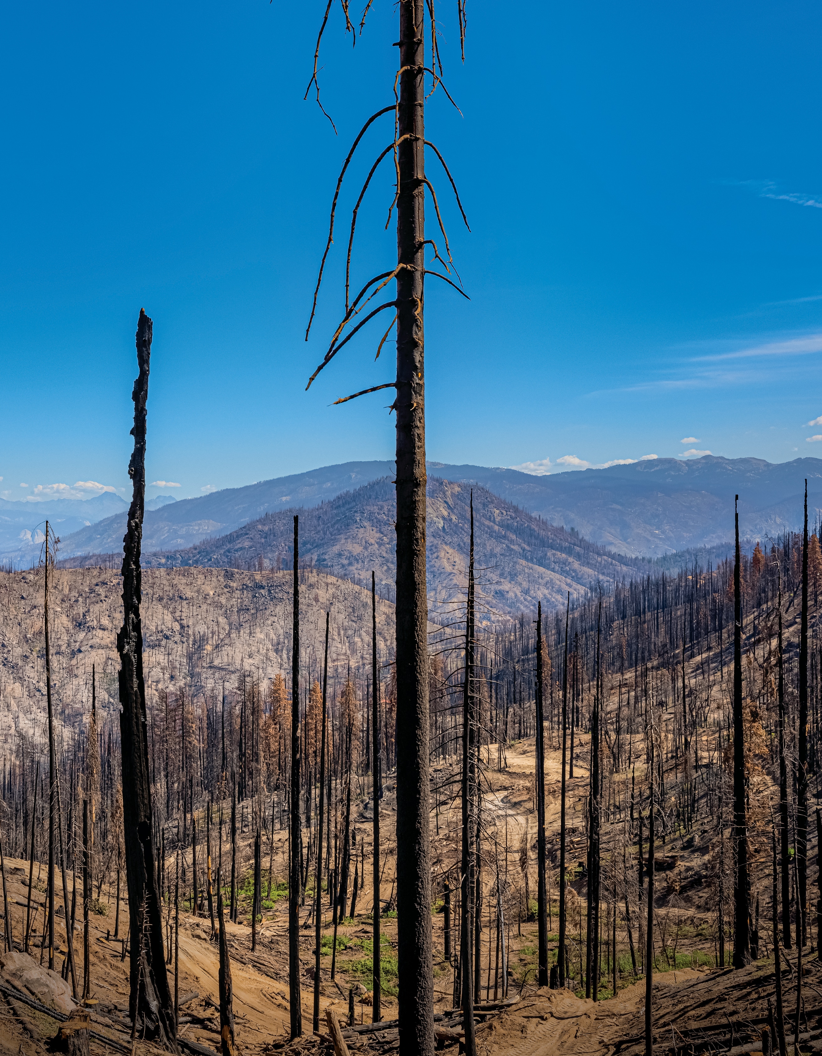 Trees impacted by forest fire stand in a mountain setting