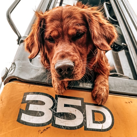 A Golden Retriever hanging its head out of a 35 D-Tier compact excavator.