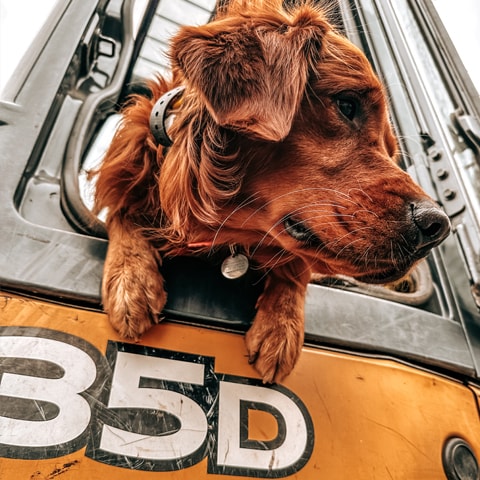 A golden retriever hanging its head and paws out of the driver's side window in a John Deere Compact Excavator.