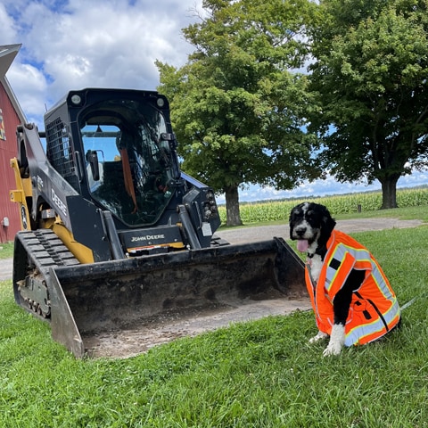 A John Deere 317 G-Tier Compact Track Loader is parked on the grass behind a dog wearing a safety vest.