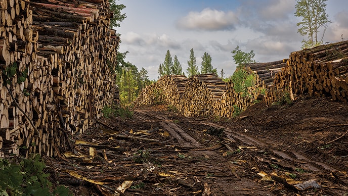 Tall rows of cut-to-length logs line each side of a winding path at a landing site.