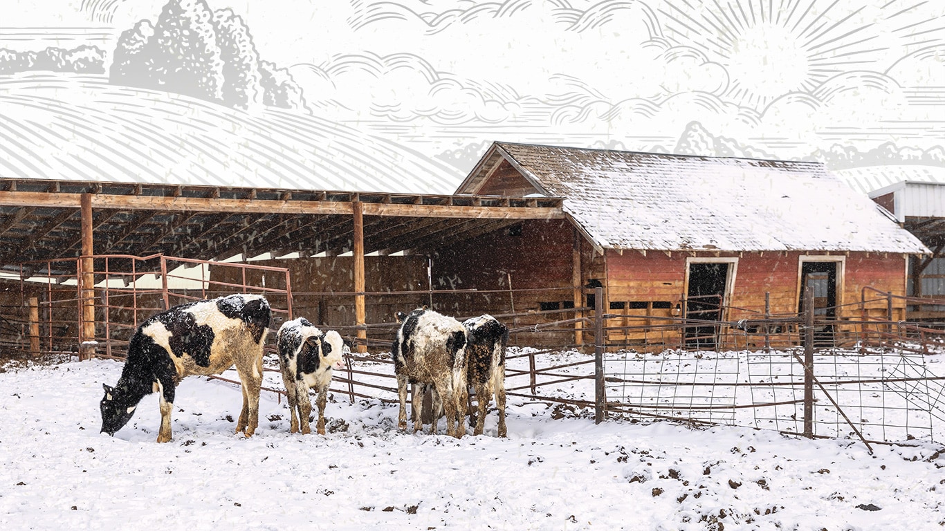 Young Holstein dairy cows feeding in a pen at Crow Creek Dairy farm in Gill, Colorado.