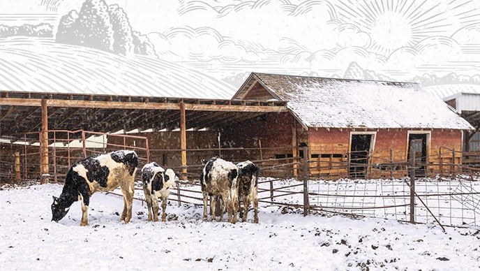 Young Holstein dairy cows feeding in a pen at Crow Creek Dairy farm in Gill, Colorado.