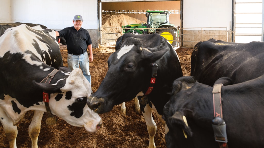 Dairy farmer taking care of cows