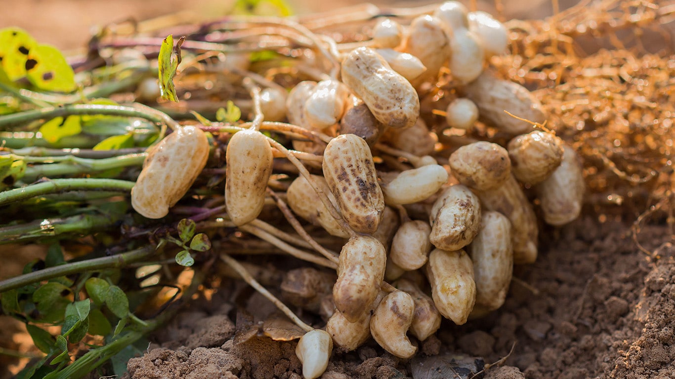 A peanut crop