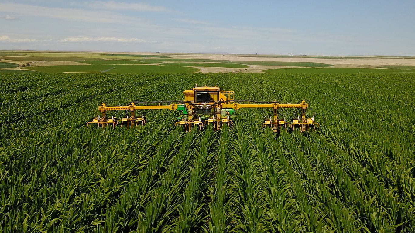 A landscape view in the front of an Oxbo detasseler working through a corn field