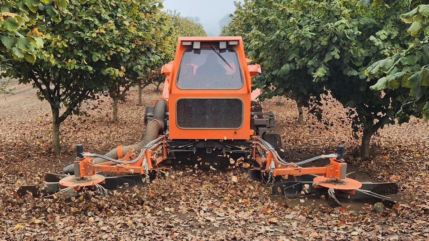 Wiesner Metal Fab self-propelled hazelnut harvester picking up hazelnuts in an orchard.