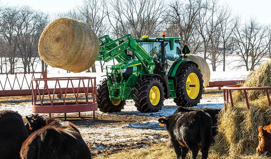 Cow eating hay while tractor is moving bales. 