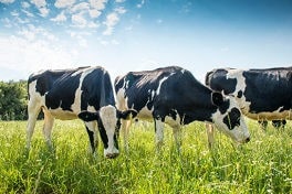Los ganaderos planean aumentar su producción lechera