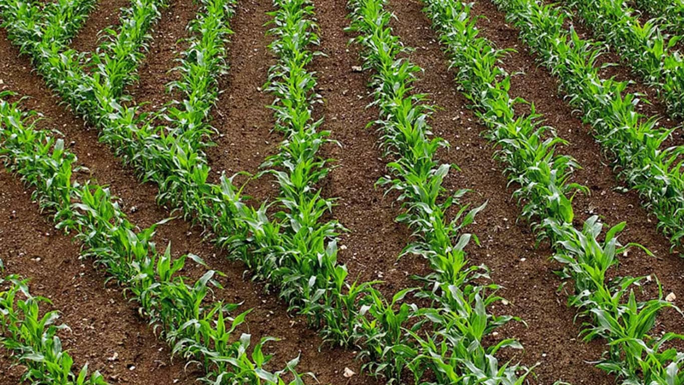 Campo arado para plantío visto de cerca.0