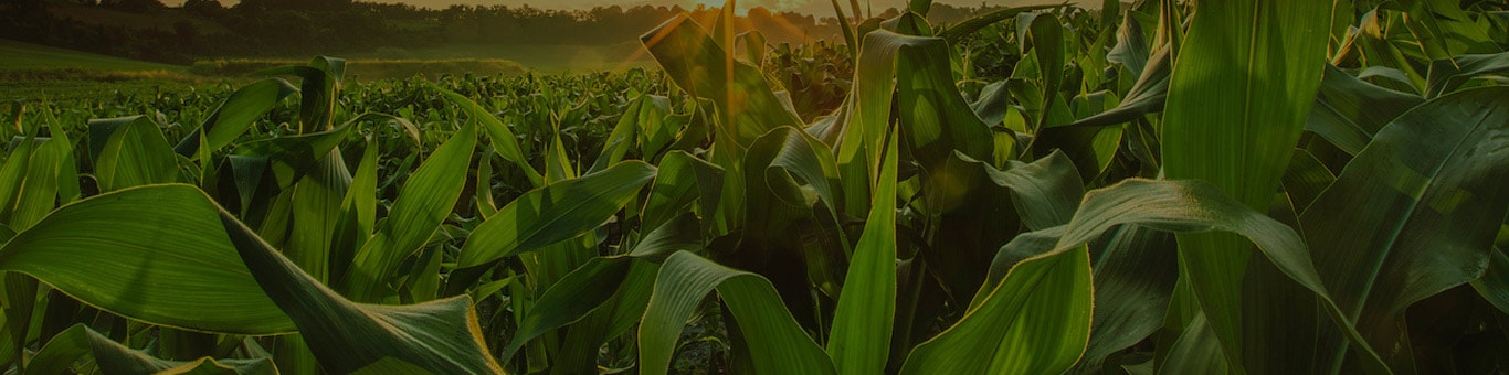 Crops to harvest