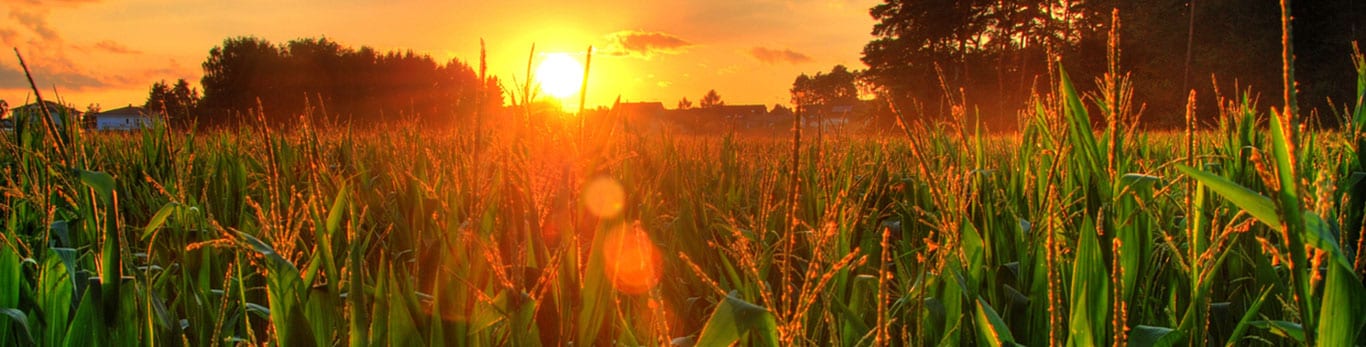 Sunset over a field of crops