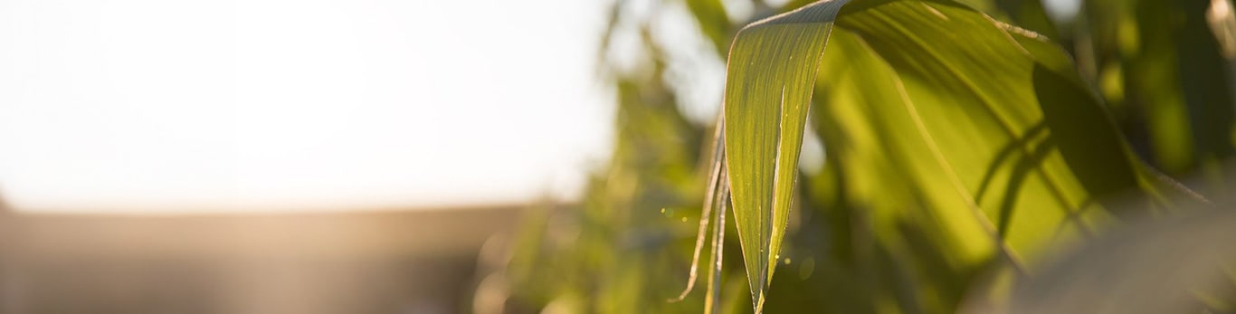 Corn field closeup