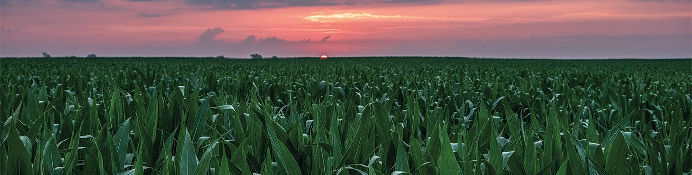 Cornfield at sunset