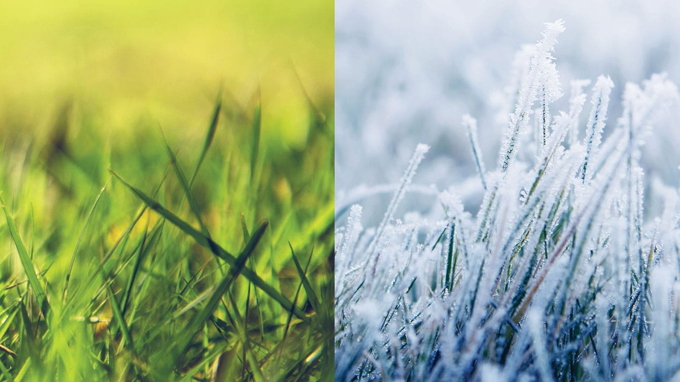 Green grass and snowy grass