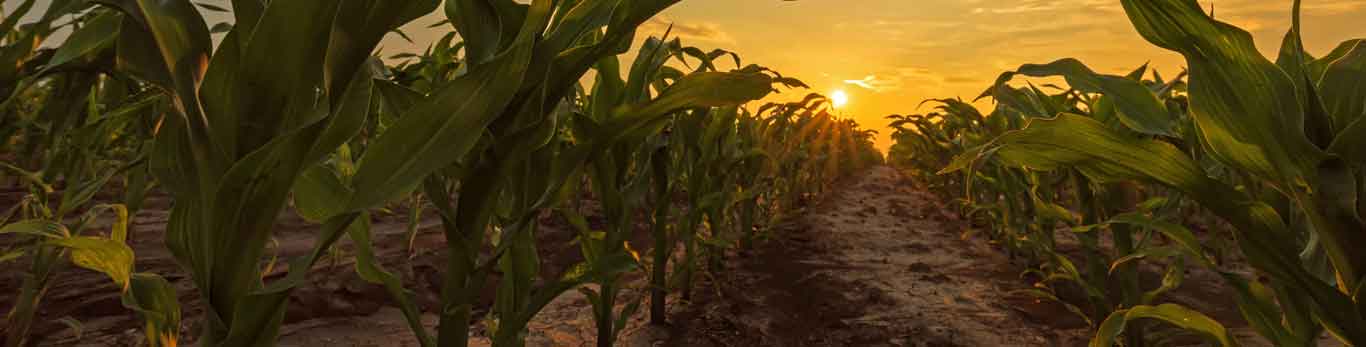 Corn field with sun rising in the background