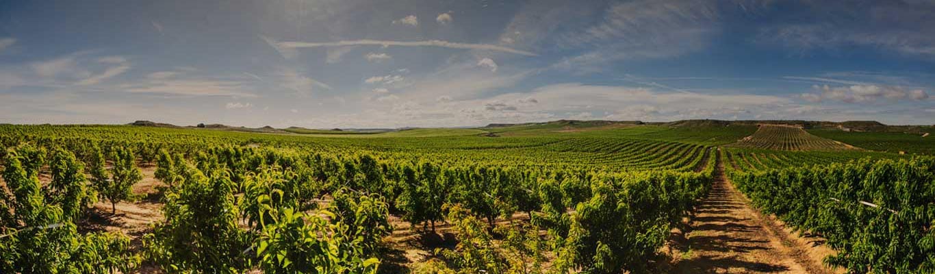 wide angle view of field of crops