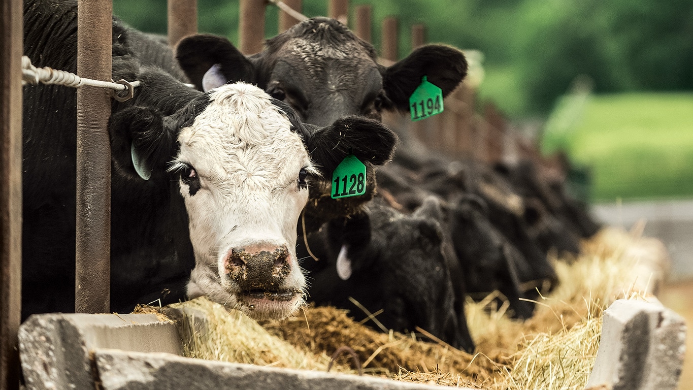 Cows Feeding-View the Penn State article PDF